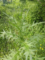 Cirsium