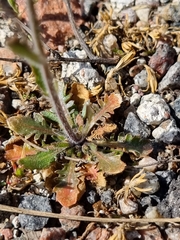 Arabidopsis suecica