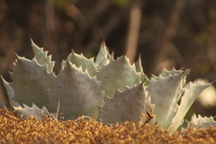 Agave potatorum