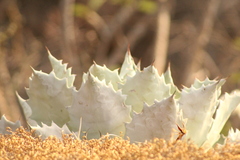 Agave potatorum