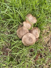 Agaricales