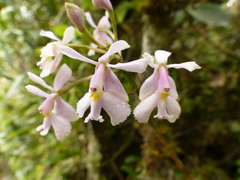 Epidendrum blepharistes