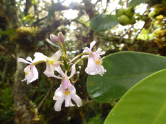 Epidendrum blepharistes
