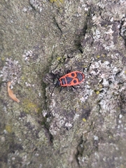 Pyrrhocoris apterus