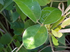 Macrotyloma axillare