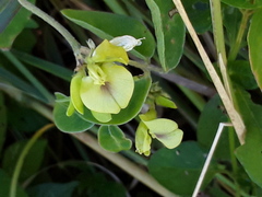 Macrotyloma axillare