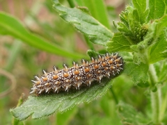 Melitaea britomartis