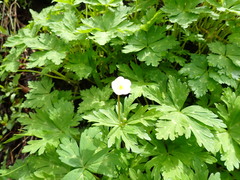 Anemonastrum flaccidum