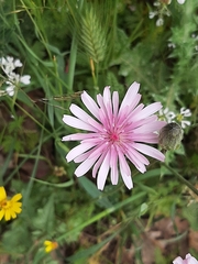 Crepis rubra