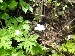 Anemonastrum flaccidum