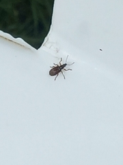 Phyllobius oblongus