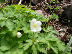 Anemonastrum flaccidum