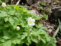 Anemonastrum flaccidum