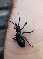 Arima marginata