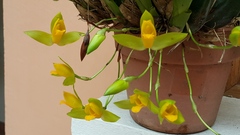 Lycaste aromatica