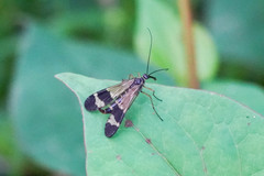 Panorpa japonica