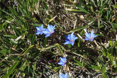 Gentiana arisanensis