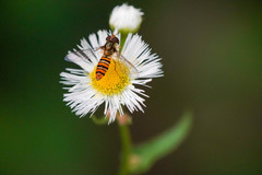 Episyrphus balteatus