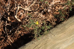 Osteospermum spinosum