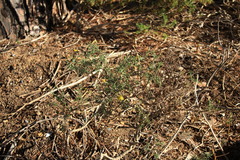 Osteospermum spinosum