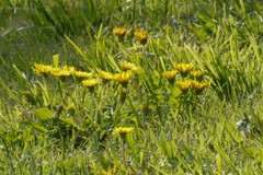 Taraxacum platycarpum