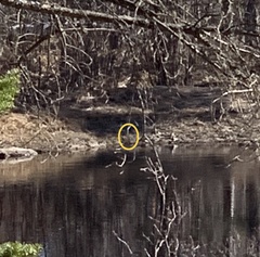 Botaurus lentiginosus