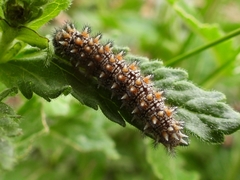 Melitaea britomartis