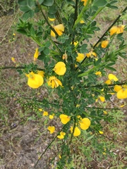 Cytisus scoparius