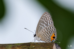 Jamides alecto ageladas