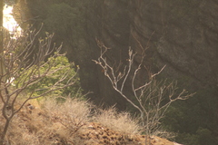 Myiodynastes luteiventris