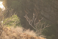 Myiodynastes luteiventris