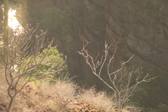 Myiodynastes luteiventris