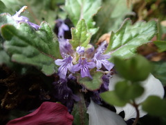 Ajuga decumbens