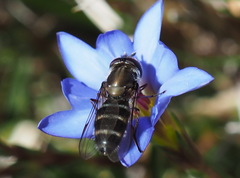 Gentiana arisanensis
