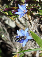 Gentiana arisanensis