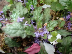 Ajuga decumbens