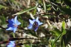 Gentiana arisanensis