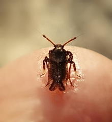Asiraca