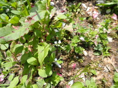 Trigonotis peduncularis