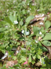 Trigonotis peduncularis