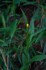 Cephalanthera falcata