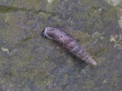 Alinda biplicata