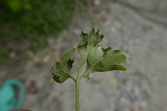 Peronospora corydalis