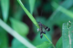 Panorpa japonica