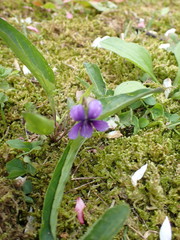 Viola mandshurica