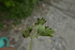 Peronospora corydalis