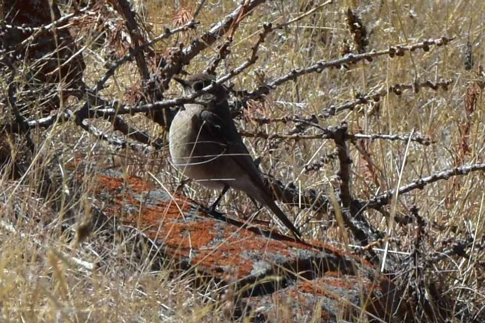 Eversmann's Redstart
