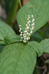 Chloranthus serratus