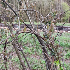 Lonicera caprifolium