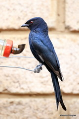 Dicrurus adsimilis